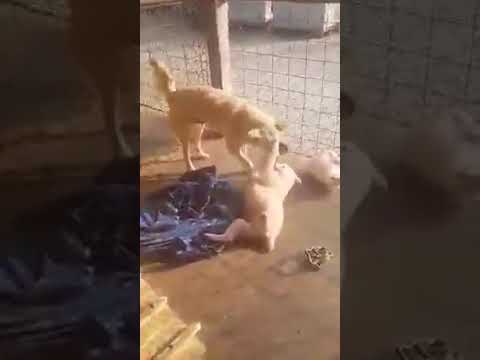 Mama Flora & Welpe Naima (12) - New Home for Strays e. V.