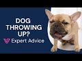 Why Is My Dog Vomiting Vet Reviewed Advice From Vetster Causes Treatment