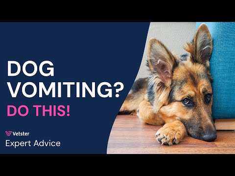 Why Is My Dog Vomiting? Vet-Reviewed Advice from Vetster (Causes & Treatment)