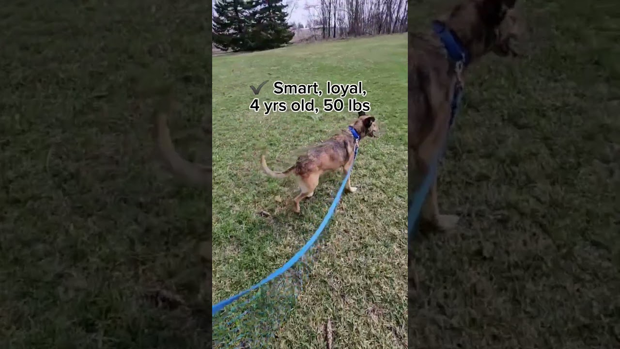 Enlarge Duncan, a ADOPTABLE mixed breed in Quincy, MI video 3/3