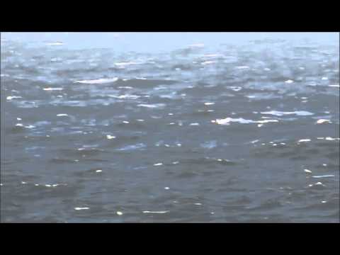 Red-billed tropicbird