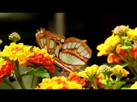 Wandelröschen - Ein Schmetterlings Magnet 🌺🦋