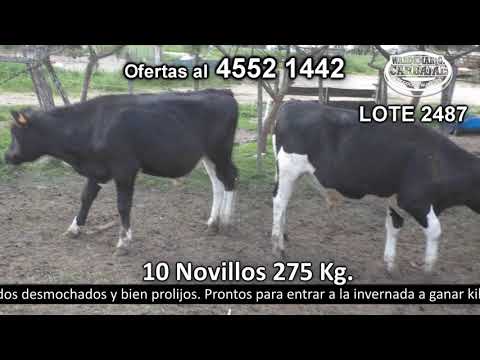 Lote 10 Novillos 1 a 2 años 8 HO y 2 HO c/  NO 275kg -  en nullSan Juan - a 20 Km de Cardona y 20 Km de Miguelete