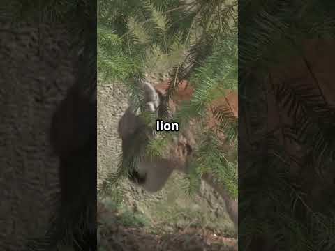 Почему животные не бегут из Йеллоустоуна!