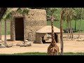 The African Tram Ride At The San Diego Zoo Safari Park