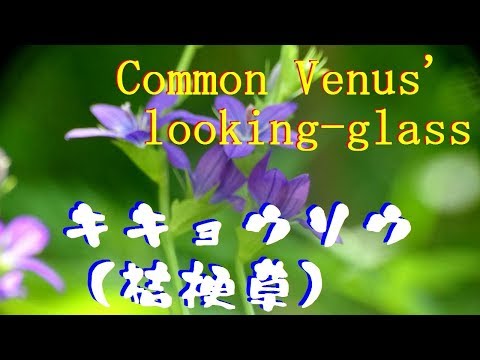 園芸 キキョウアンドロメダ、キキョウソウドウドウダン