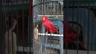 Download lagu BURUNG NURI KEPALA MERAH mp3 Download lagu BURUNG NURI KEPALA MERAH mp3