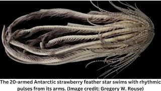 Alien-like creature with 20 arms discovered in the Antarctic Ocean