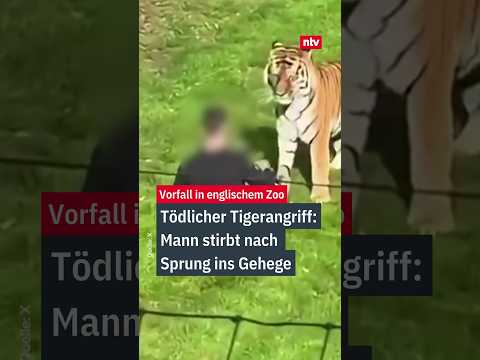 Tödlicher Tigerangriff in England: Mann stirbt nach Sprung ins Gehege | #ntv