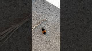 A caterpillar at the Tunnel Inn in Story WY.