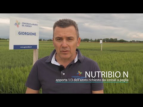 Campi Sperimentali 2019 | NUTRIBIO N | Sostituire 200 kg di fertilizzante con 50 g di azotofissatori