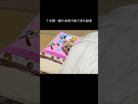 7年間一緒の布団で寝てきた結果こうなりました&hellip; #shorts