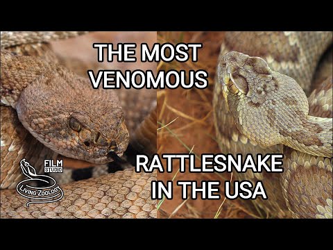 The most venomous rattlesnake in the USA? Deadly Mojave rattlesnake vs. Western Diamondback