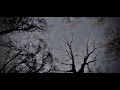 THE MAN-EATING TREE - THE DIVIDED [LYRIC ...