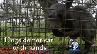 Mythical El Chupacabra Finally Captured!!! For real what is it!!!