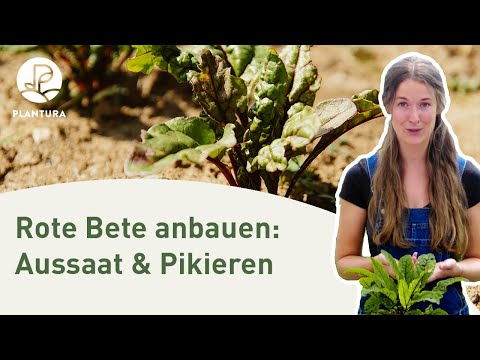 , title : 'Rote Bete anpflanzen: Aussaat & pikieren (Anleitung)'