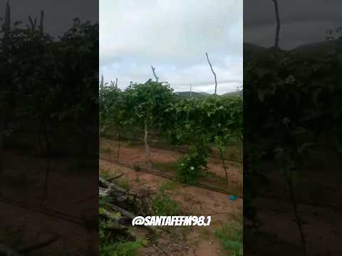 Plantação de Maracujá - Croatá da Serra, Ceará. ( Horta Maromba ) #croata #shorts #shortsvideo