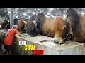 Biggest Cow Farm In Bangladesh 2020 AL Madina Cattle Farm 2020 Big Big Cow 2020