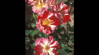 Gladys Knight   I wanna be loved =  By   Gil Gomes