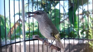 Download lagu Cucak Kombo Isian Kunti dan Tembakan Ciblek - Masteran Burung Cucak Kombo #kecialkombo80 mp3