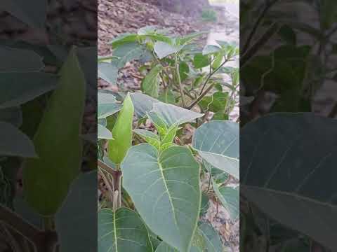 Datura stramonium | Jimsonweed