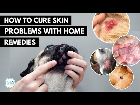 How To treat these 5 Skin infection  in dogs  🐕  with home remedies.