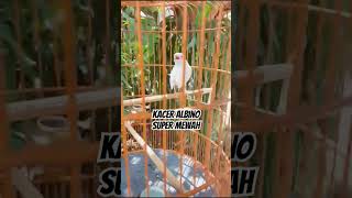 Download lagu Kacer Albino Sangat Mewah.  #kicaumanianusantara #kicaumania #burungkicau mp3
