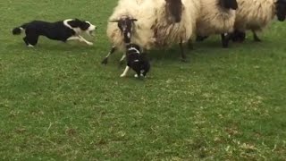 Puppy sheepdog herder