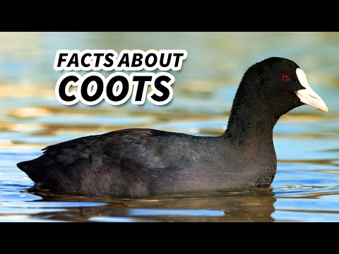 , title : 'Coot Facts: NOT a DUCK | Animal Fact Files'