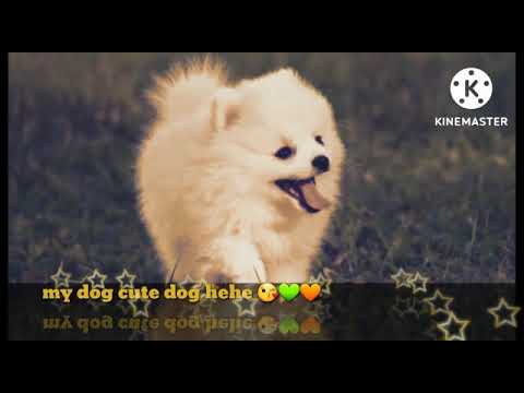 my dog cute dog hehe🥰