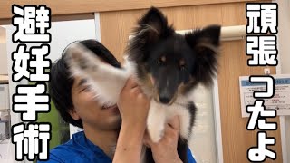 ついに避妊手術する時がやってきました