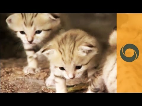 Mysterious Birth Of Sand Kittens In Safari Park Near Tel Aviv