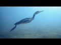 Bird Swimming Underwater