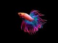 Free Music Background Cupang Bagus Bagus HD