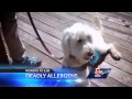 WCVB NewsCenter 5 Allergy Alert Dog