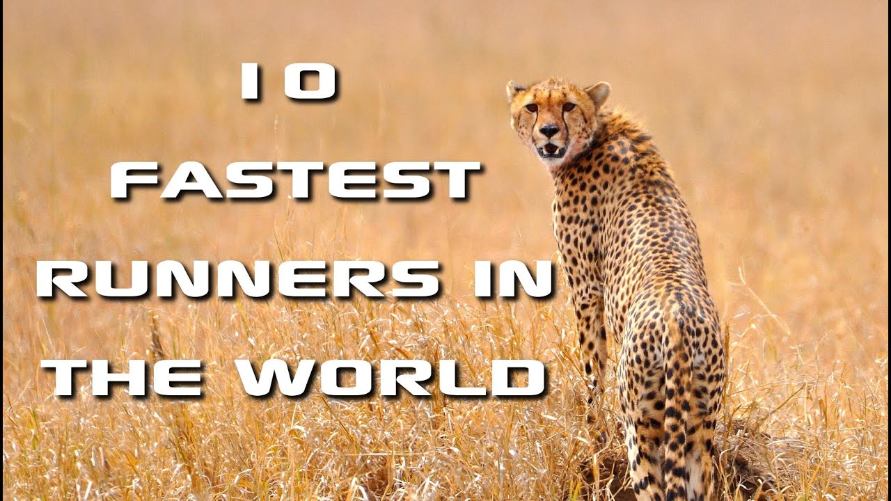 Top 10 Fastest Animals in the World: Fastest Runners in the Animal Kingdom - FreeSchool