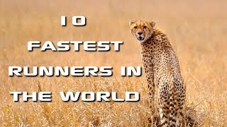 Top 10 Fastest Animals in the World: Fastest Runners in the Animal Kingdom - FreeSchool