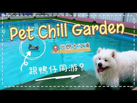 香港狗泳池🐙｜開箱2023年6月開幕，位於元朗錦田狗泳池，狗狗游水Party場地推介｜Pets Chill Garden｜西摩Tako @big_dog_channel