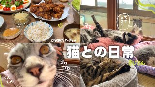 【ねことの日常Vlog】 外猫ちゃんがやって来たのに気絶中のうちの子たち､､､ | 至近距離で爆音ゴロゴロが止まらない猫ちゃん🥹♡ 【保護猫シェルター】