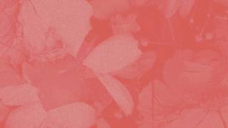 Video Nevermind (Audio) de Aisha Badru