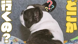 不安で仕方ないフレブル🐶