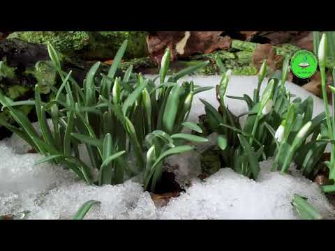 03 - Meditime Kuranore