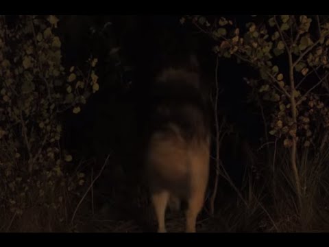 My Lupine Life Episode 14 (RARE!!1!!!!1!!)