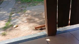 Comecei o fechamento do restaurante dos gatos. 