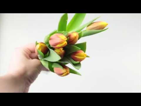 , title : 'Jak uchovat tulipány čerstvé?'