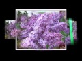 Мамина сирень гр Лукьяновка 