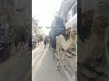 Madine Me Yeh Kaisa Qafelah Aaya Hai Ae Amma Rehan Jalalpuri Azadar Ytshortfeed Hussain