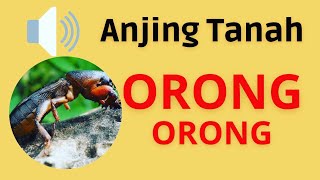 Download lagu Suara Anjing Tanah Orong - orong | Gryllotalpa sound mp3