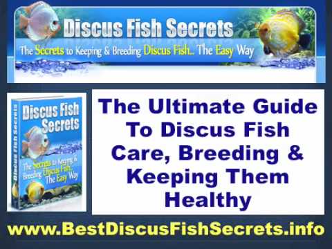 Discus Fish Secrets - Breeding Discus Fish, Discus Tropical Fish Health & Care