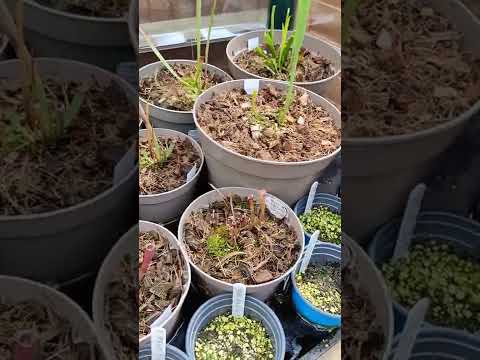 Carnivorous plants in my greenhouse, April 2022